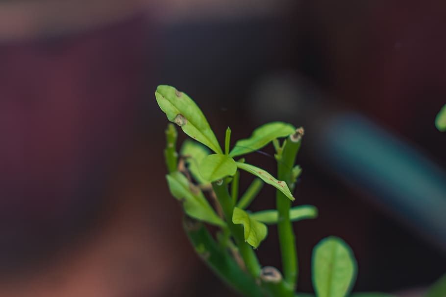 india, chennai, leaves, branches, nature, plants, green color HD wallpaper