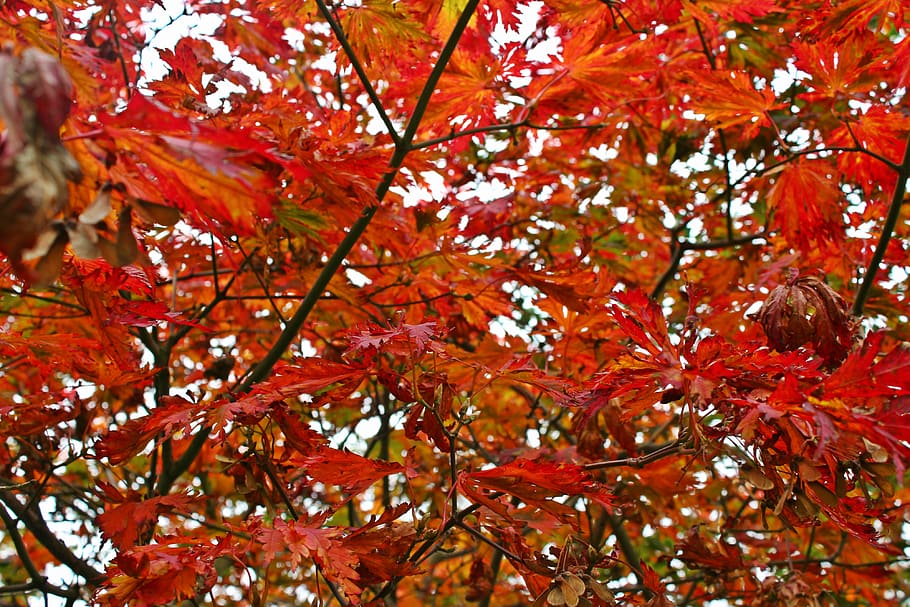 tree, trees, autumn, fall, leaves, autumn leaves, nature, orange HD wallpaper