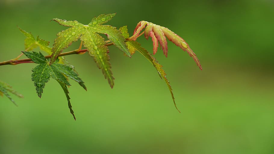 maple, dew, forest, nature, red, autumn, plants, leaf, water HD wallpaper