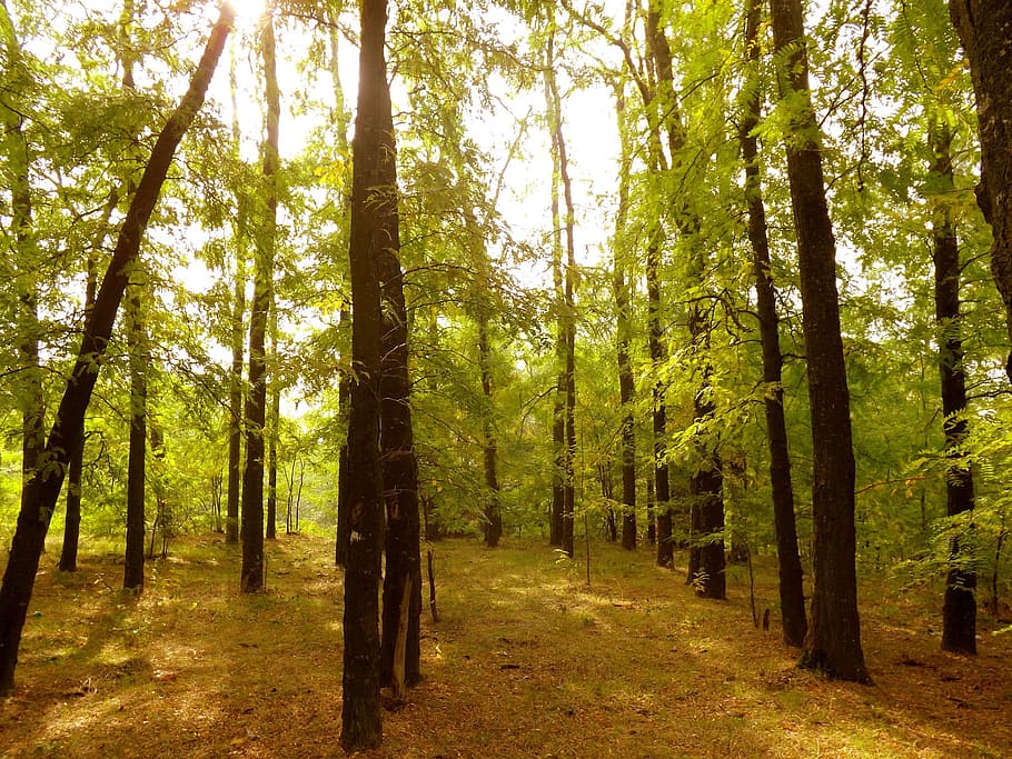 forest, tree, wood, fire, nature, leaf, plant, land, tranquility HD wallpaper