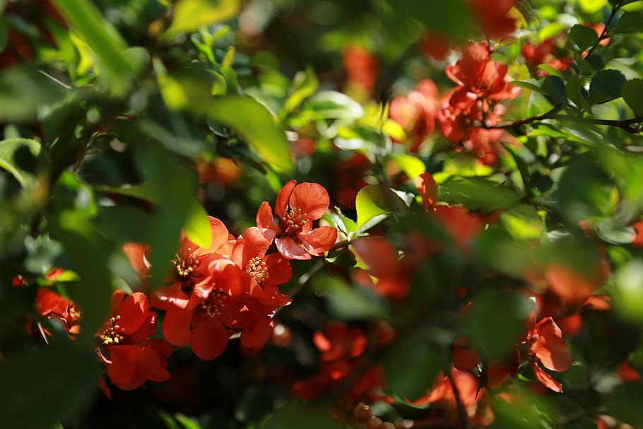 nature, flowers, plants, leaf, garden, little flower, spring HD wallpaper