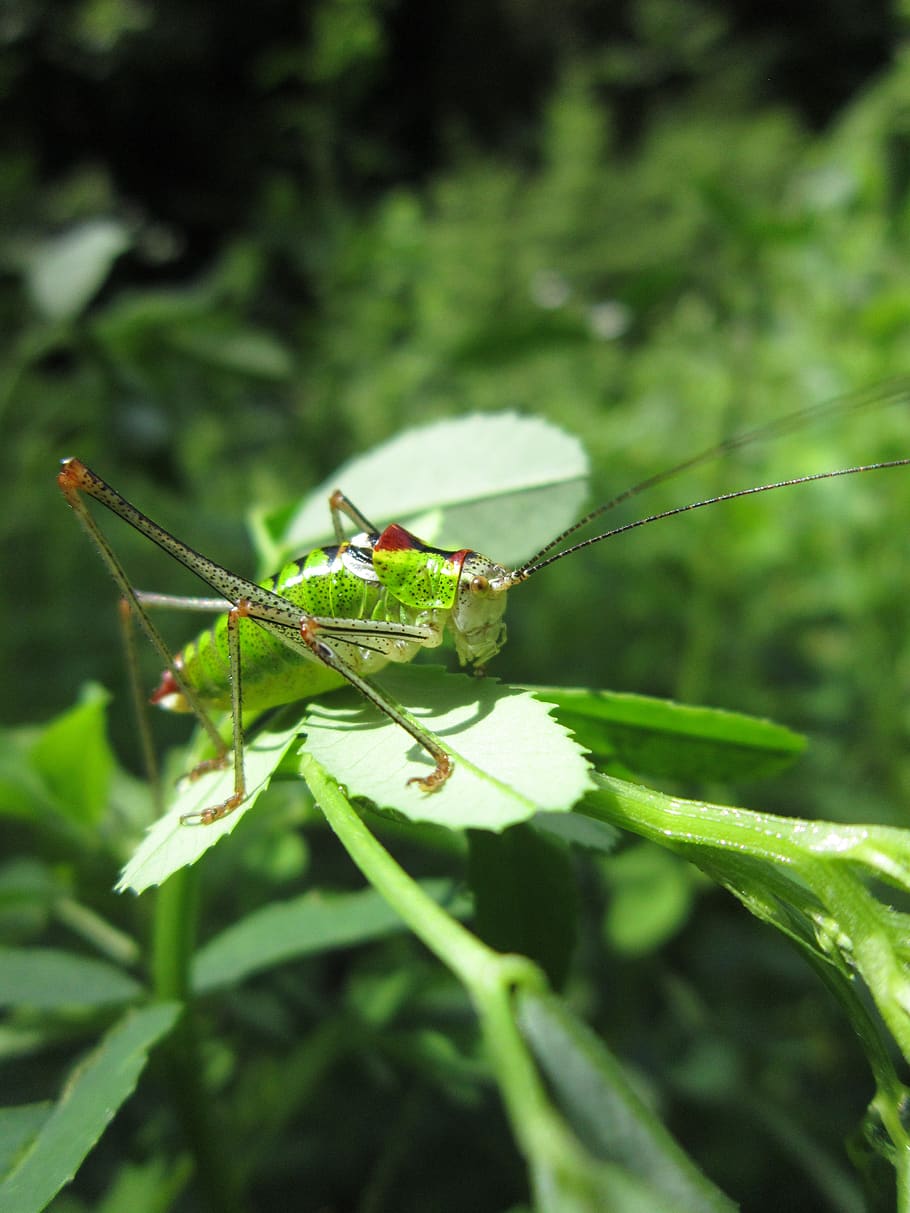 bug, insect, green, cricket, grasshopper, surez, animal wildlife, HD wallpaper