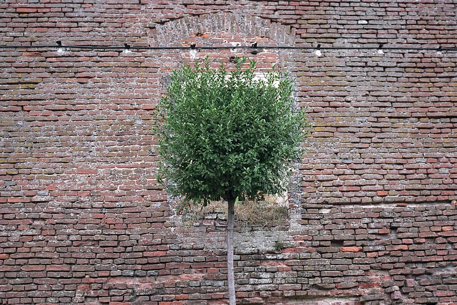 romania, alba iulia, tree, wall, brick, wall - building feature HD wallpaper