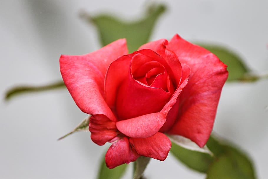 rose, pink, red, rose bloom, romance, summer, valentine, flower garden HD wallpaper