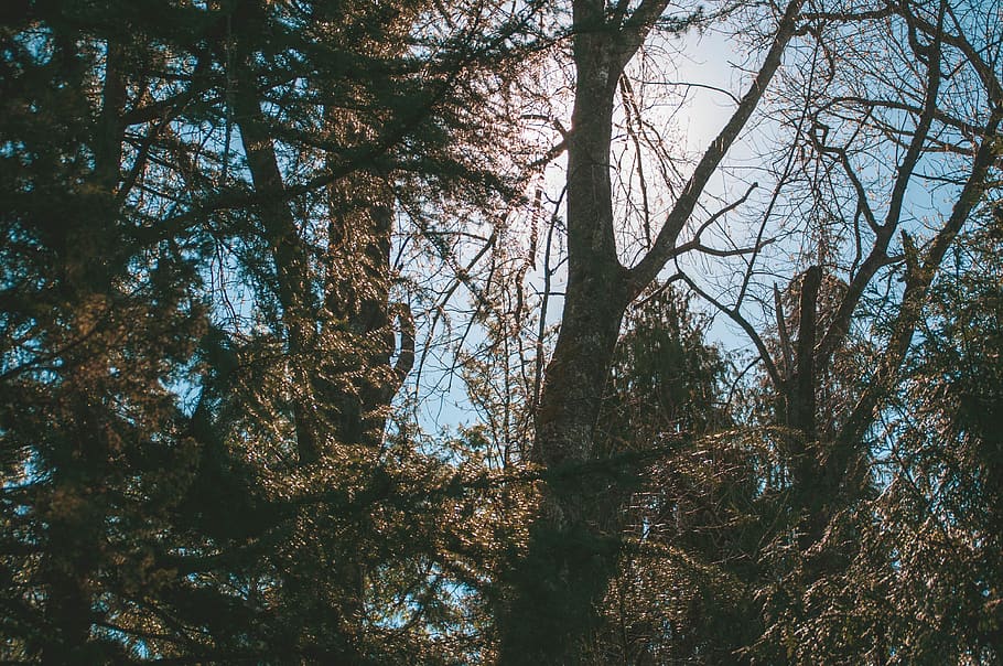 chile, valdivia, tree, plant, land, tranquility, forest, trunk HD wallpaper