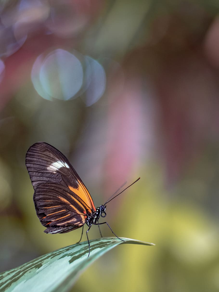 brown butterfly perching on leaf, insect, animal wildlife, invertebrate HD wallpaper