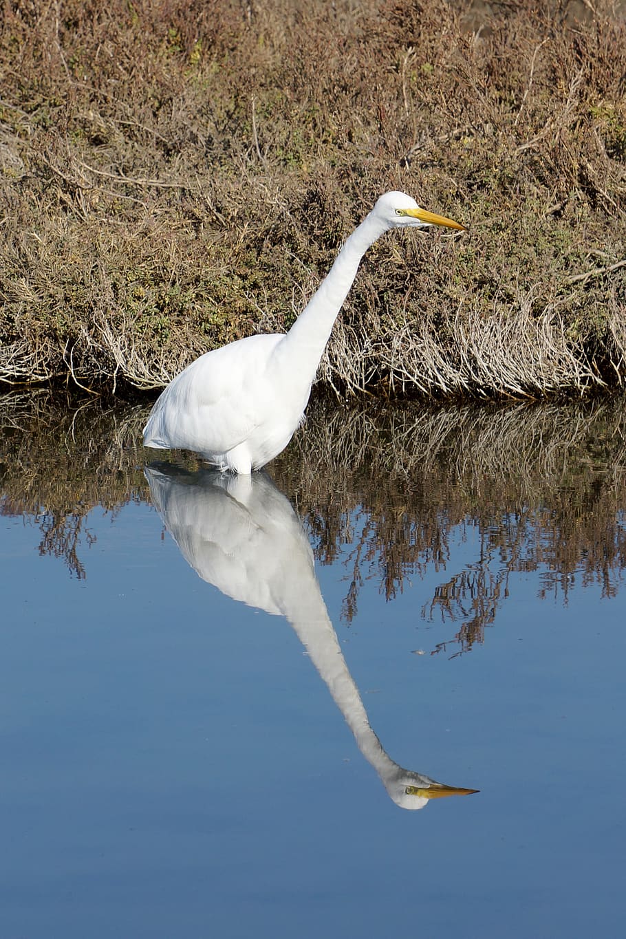 egret, bird, reflection, wildlife, waterbird, animal themes HD wallpaper