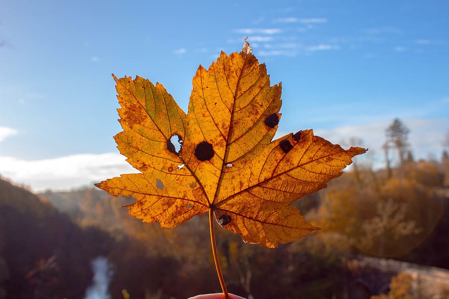 tree, leaf, autumn, crisp, dead, oramge, close up, change, plant part HD wallpaper