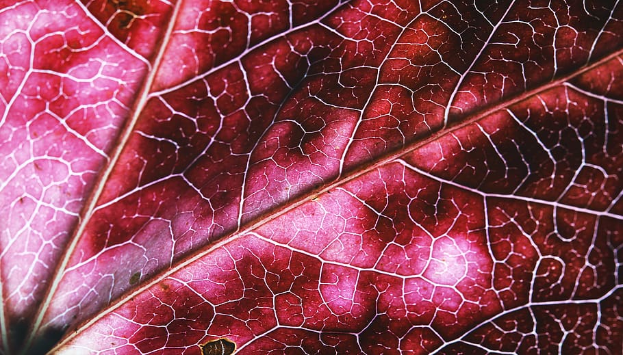 united states, springfield, fall, leaf, nature, colors, macro HD wallpaper