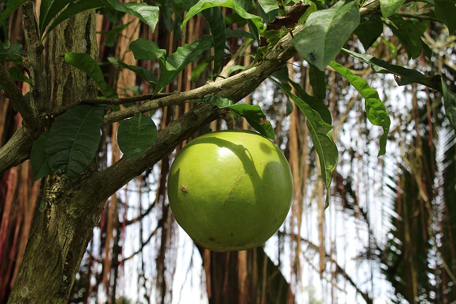 fruit, tree, exotic, branch, leaves, green color, plant, focus on foreground HD wallpaper