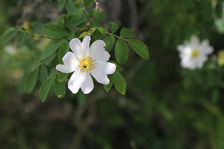 rosehip, spring, dirt, land, flowering plant, fragility, vulnerability, HD wallpaper