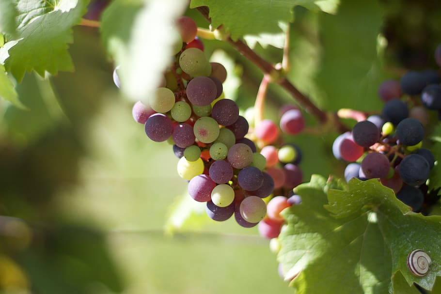 grape, wine, hungary, fruit, food, healthy eating, leaf, food and drink HD wallpaper
