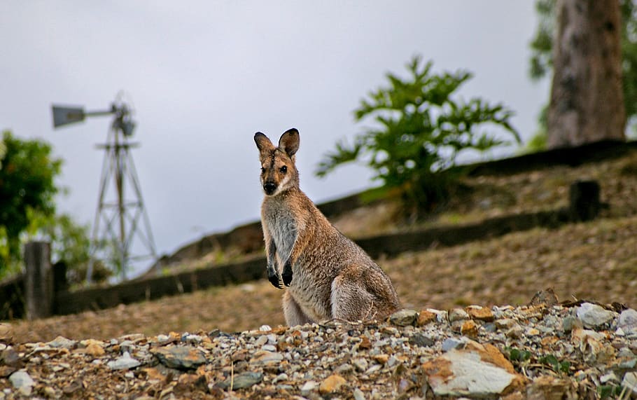 wallaby, rednecked wallaby, australia, queensland, marsupial, HD wallpaper