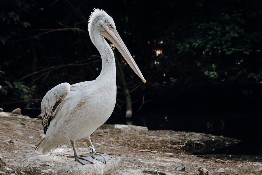 white pelican on ground, bird, animal, flora, vase, jar, pottery HD wallpaper