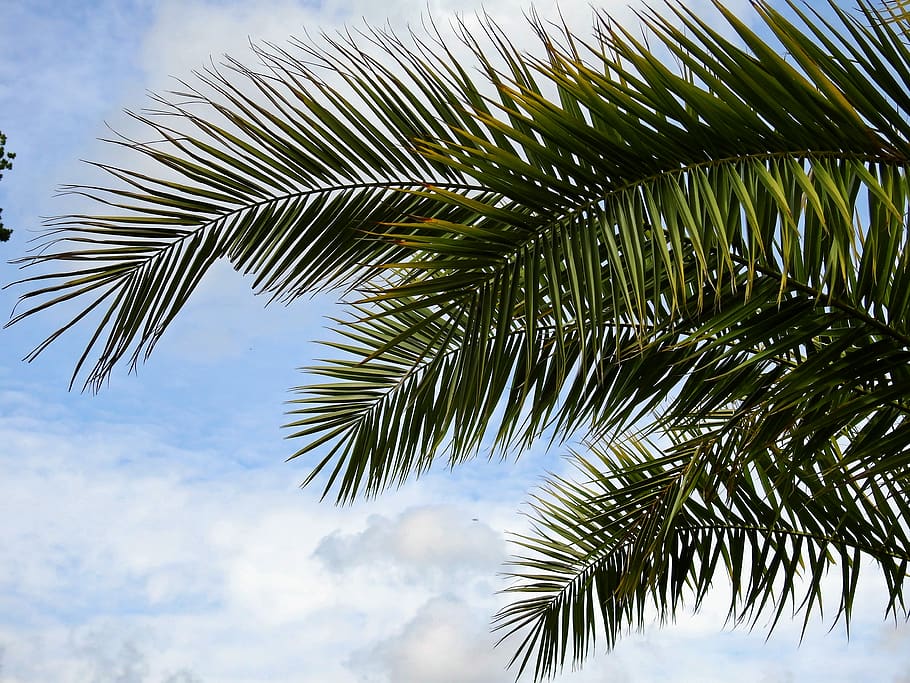 Green Palm Tree Under Blue Cloudy Sky during Daytime, bright HD wallpaper
