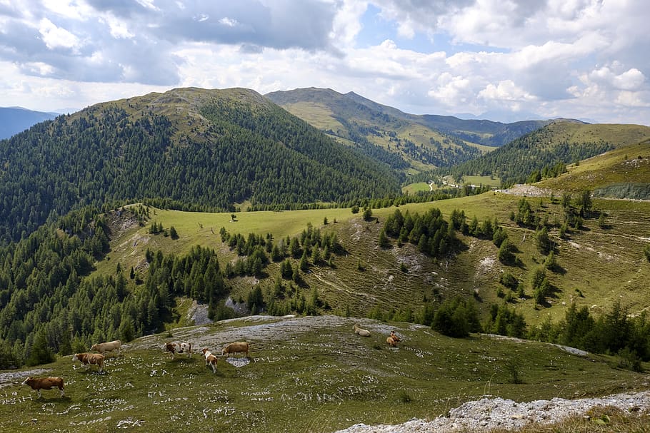 meadow, hill, landscape, forest, mountains, cows, pasture, sky HD wallpaper