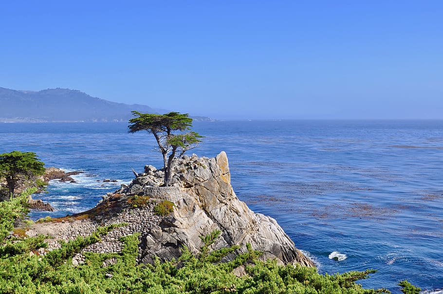 usa, monterey, pacific ocean, tree, california, rocks, coast, HD wallpaper