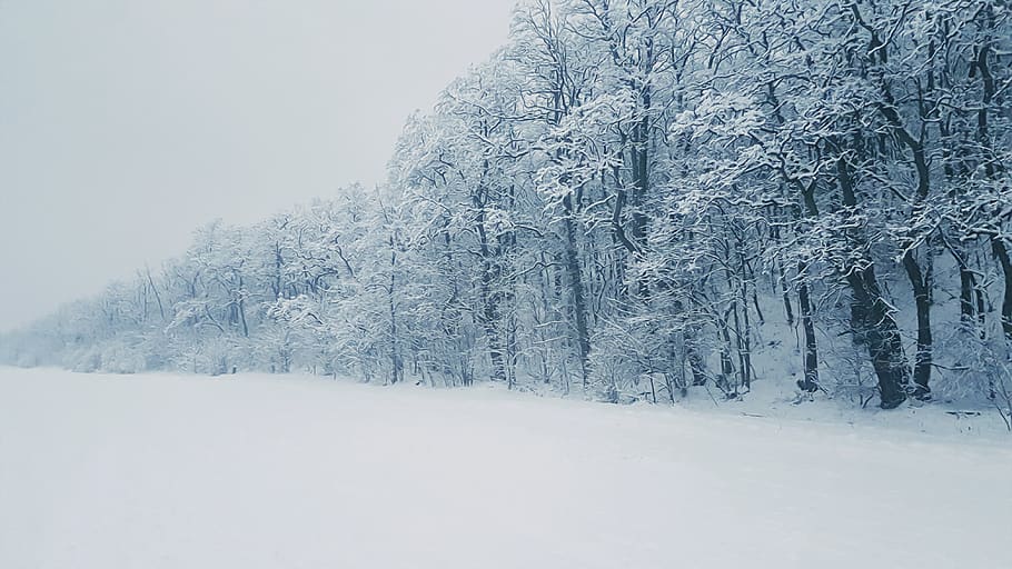 Snow Covered Tree, cold, fog, forest, zing, frost, frosty, frosty weather HD wallpaper