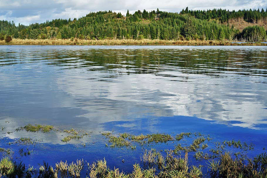 reflection, shoreline, water, plant, tree, beauty in nature HD wallpaper