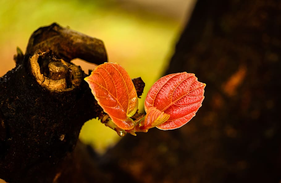 nature, tree, leaf, forest, autumn, wood, bloom, brown, log HD wallpaper