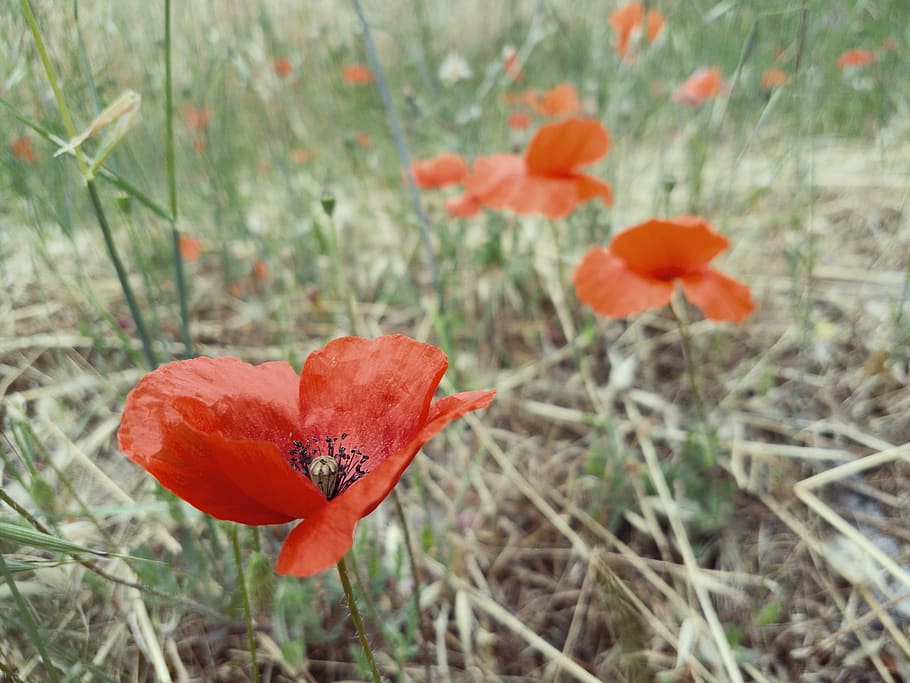flower, summer, grass, macro, nature, bokeh, wallpaper, petals HD wallpaper