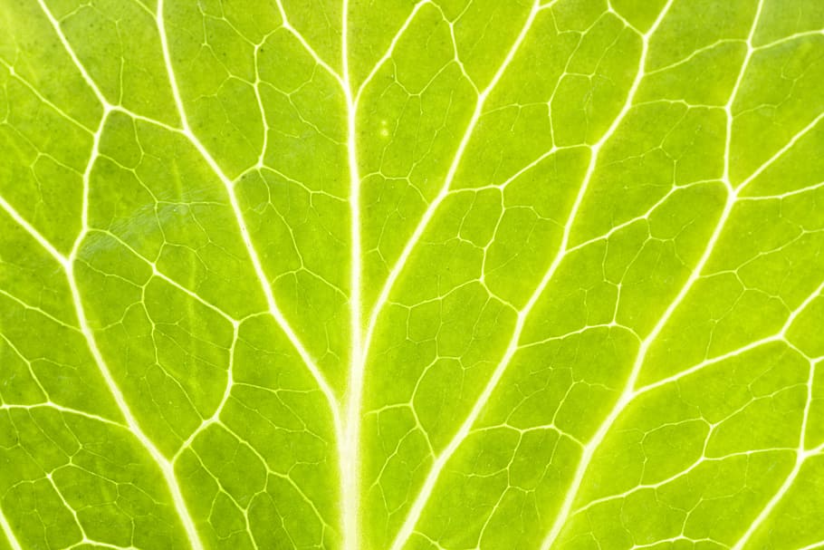 background, botany, flora, floral, flores, foliage, green, growing HD wallpaper