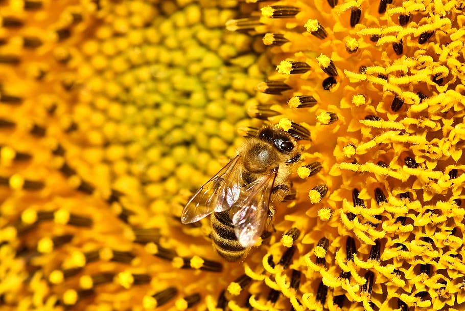 sunflower, bee, insect, sprinkle, pollen, blossom, bloom, bright HD wallpaper