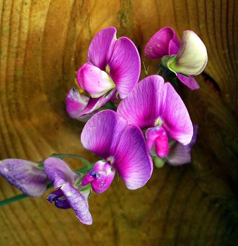 vetch, blossom, bloom, purple, flower, nature, flowering plant HD wallpaper