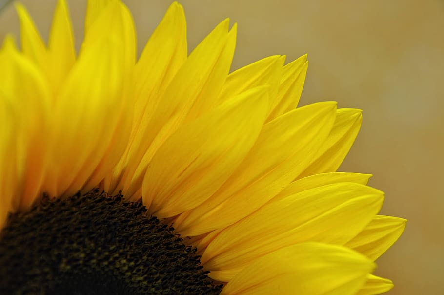 yellow, sunflower, macro, freshness, petal, flowering plant HD wallpaper