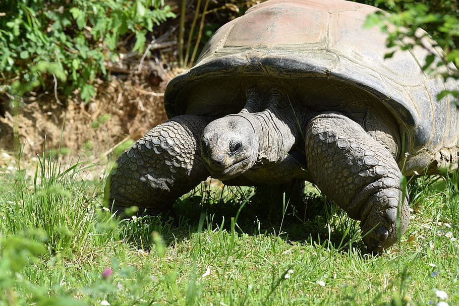 tortoise, turtle, armored, giant, reptile, animal, egg, sea HD wallpaper
