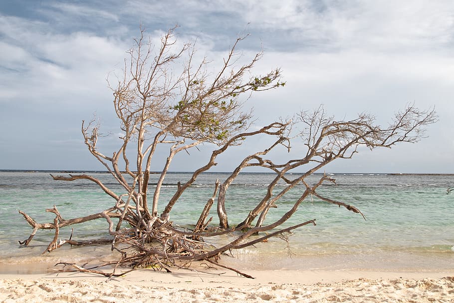 aruba, san nicolas, divi divi, tree, beach, water, sea, sky HD wallpaper
