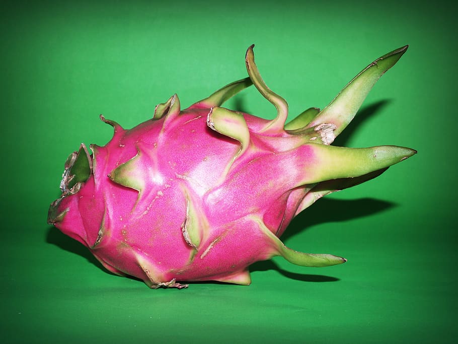 Pink Dragon Fruit, background, bright, cacti, cactus, close-up HD wallpaper