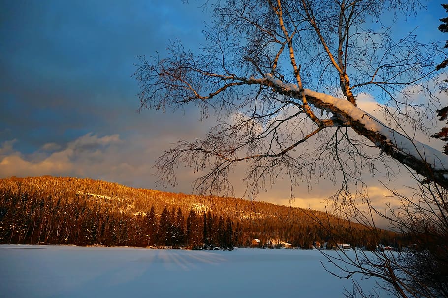 landscape, winter, nature, cold, sky, colors, trees, birch HD wallpaper