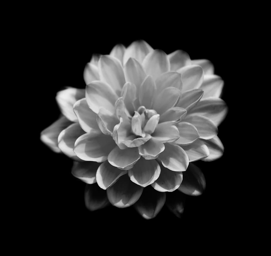 black and white, flower, studio shot, black background, flowering plant HD wallpaper