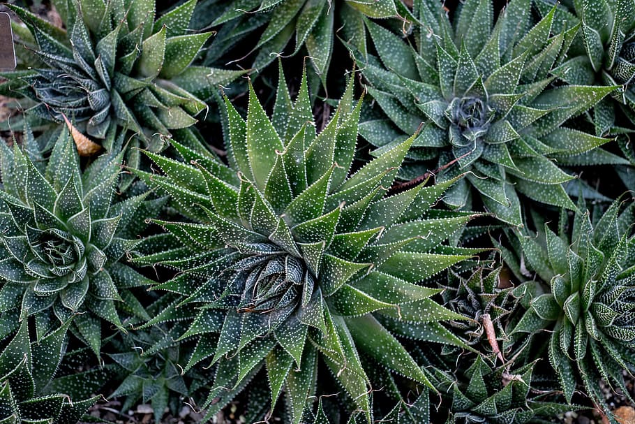 zebra cactus, green color, growth, leaf, plant part, nature, beauty in nature HD wallpaper