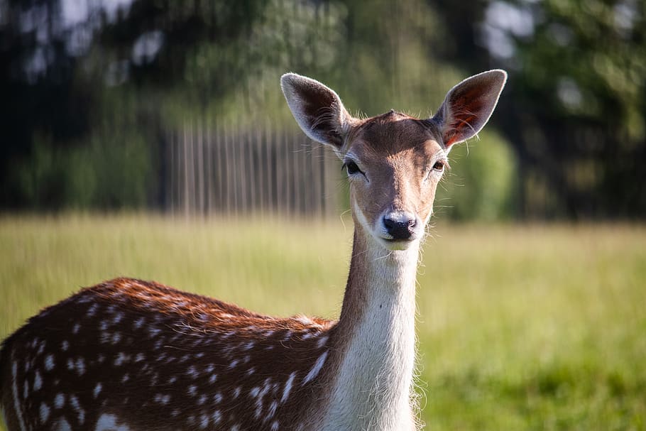 deer looking at the camera during daytime, animal, wildlife, mammal, HD wallpaper