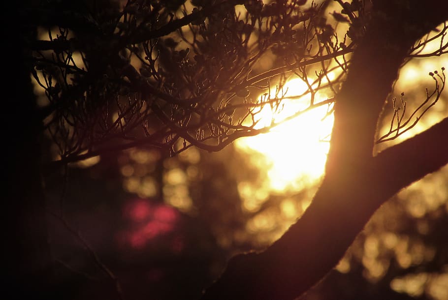 branches, tree, bokeh, sunset, plant, silhouette, nature, sunlight HD wallpaper