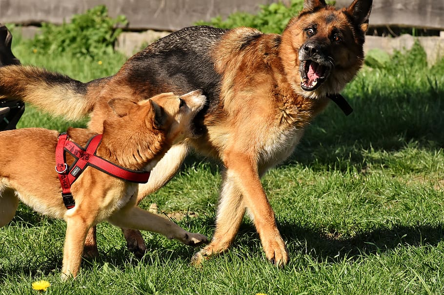 dogs, play, romp, great, left out, meadow, pet, brown, good aiderbichl HD wallpaper