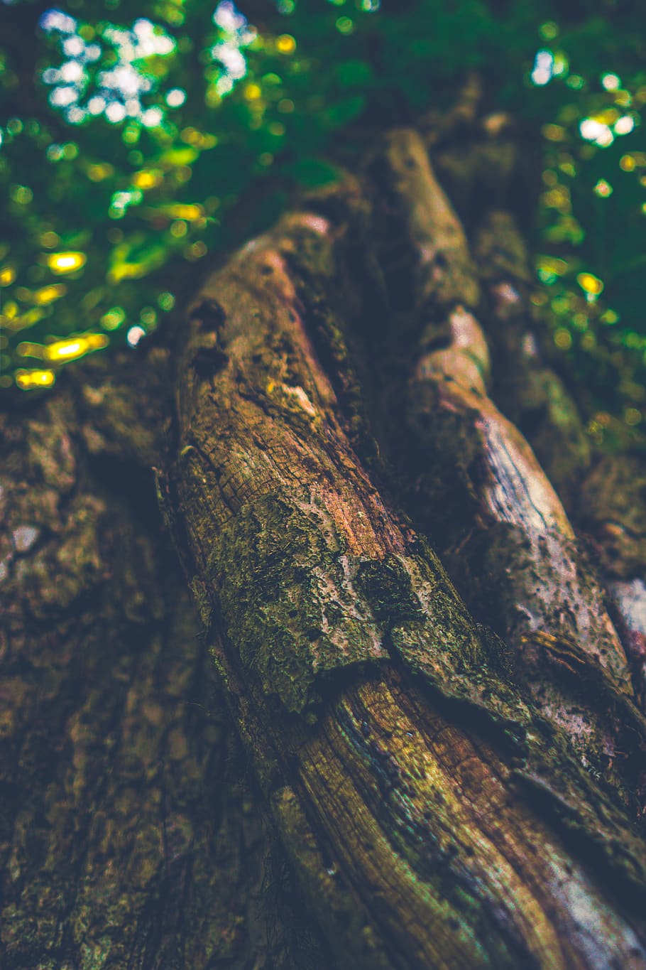 trees, forest, nature, treeoflife, bark, plants, beauty, natural HD wallpaper