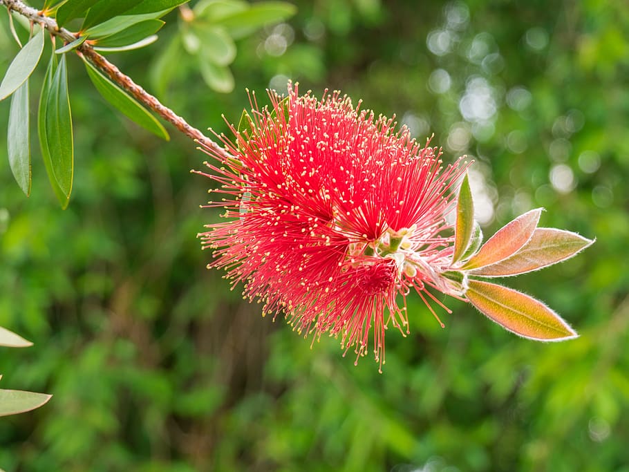 flower, garden, summer, close up, bottlebrush, flowering plant HD wallpaper