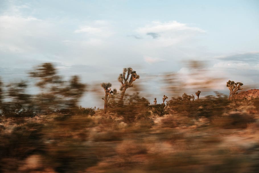 brown leafed trees during daytime, blur, speed, movement, joshua tree HD wallpaper