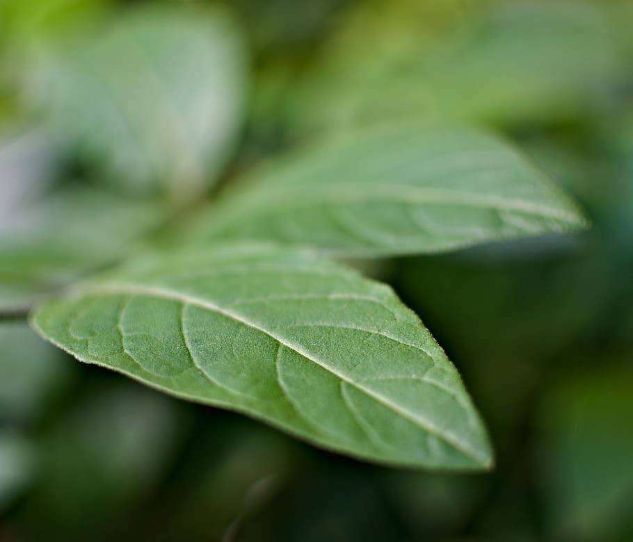 green leaf plant, plant part, green color, close-up, no people HD wallpaper