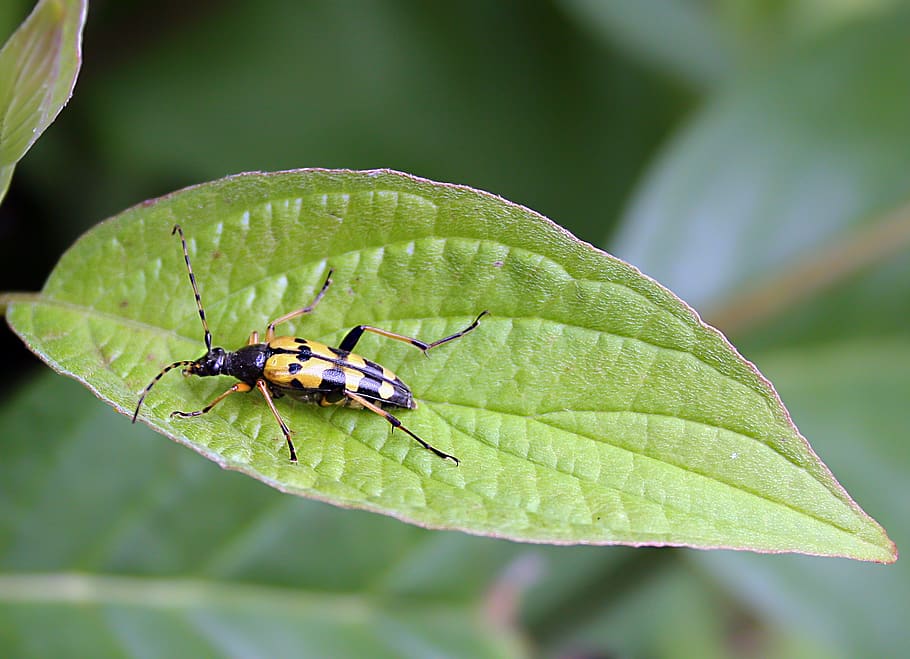 beetle, leaf, antenna, markings, pattern, chitin, wings, legs HD wallpaper