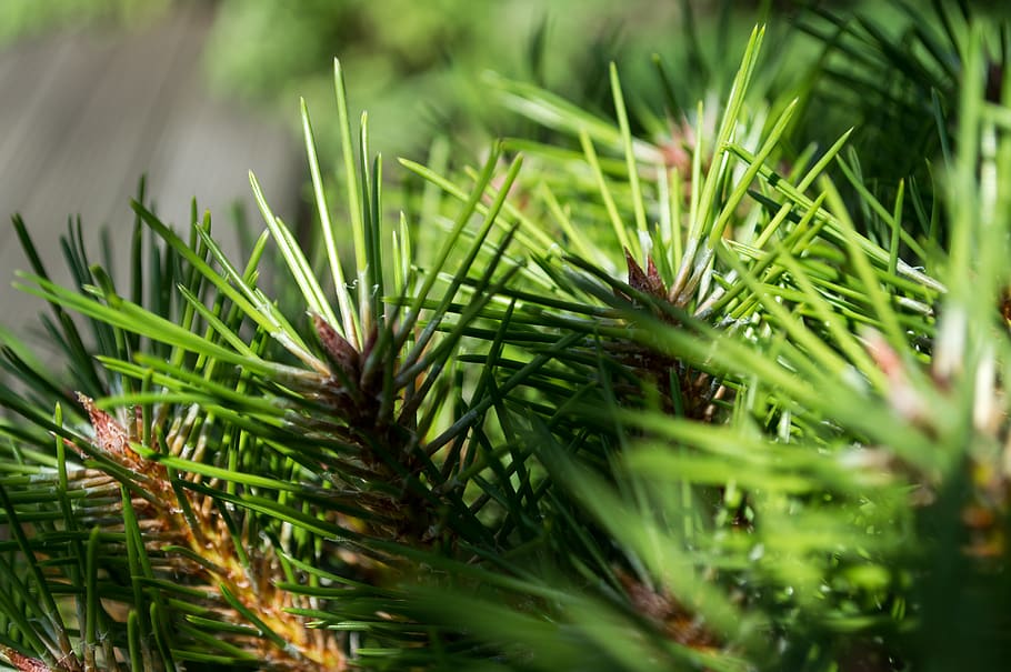 plant, tree, conifer, abies, fir, pine, germany, sankt-jürgen-straße 52 HD wallpaper