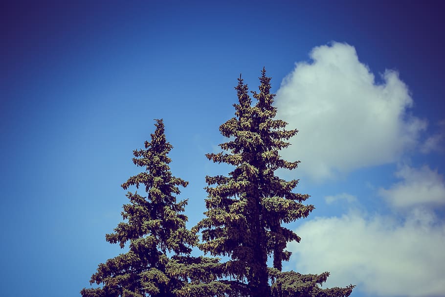 sky, tree, summer, canon, plant, low angle view, christmas HD wallpaper
