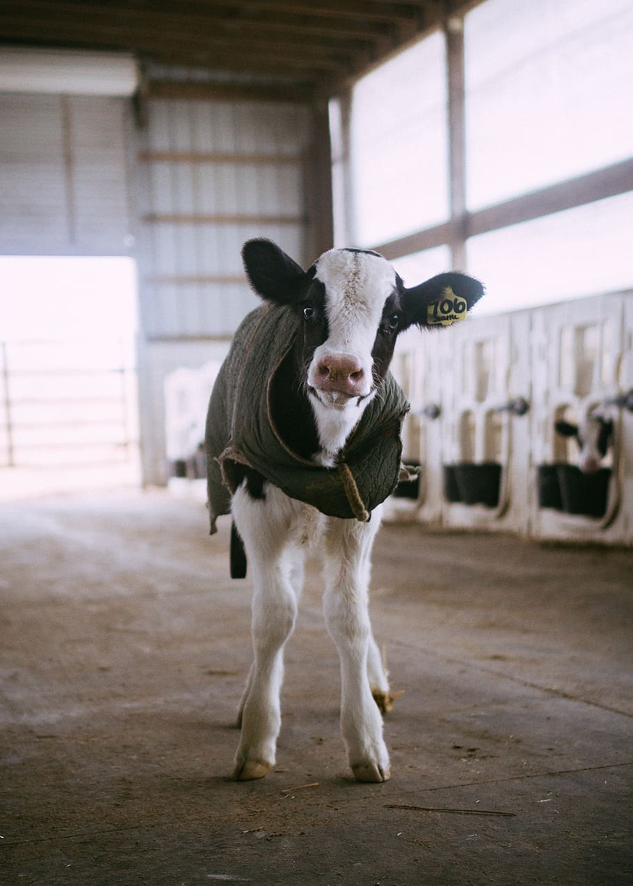 white and black cow, mammal, domestic animals, pets, animal themes HD wallpaper