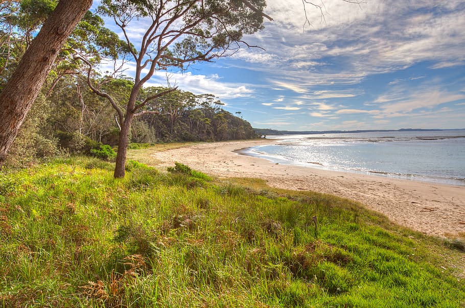 australia, bendalong, beach, forest, coast, ocean, plant, land HD wallpaper