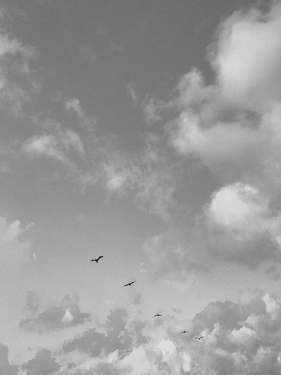 birds, clouds, sky, beach, cloud - sky, animal themes, vertebrate HD wallpaper