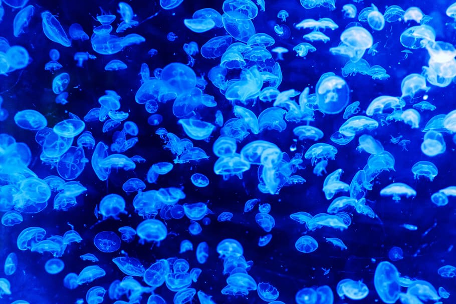 White and Blue Jellyfish, danger, deep, glow, glowing, marine HD wallpaper