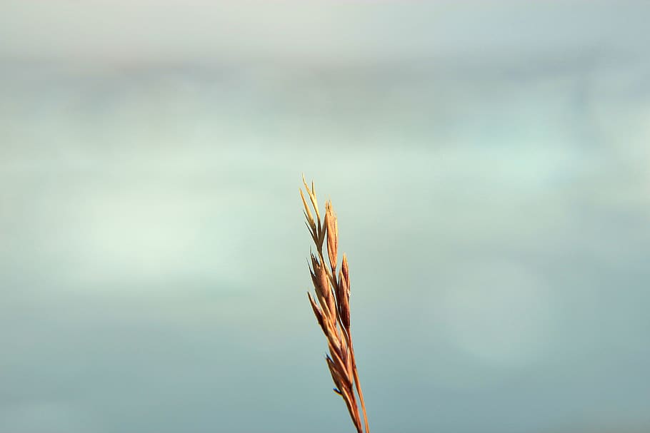 blue, grass, blur, water, nature, no people, day, focus on foreground, HD wallpaper